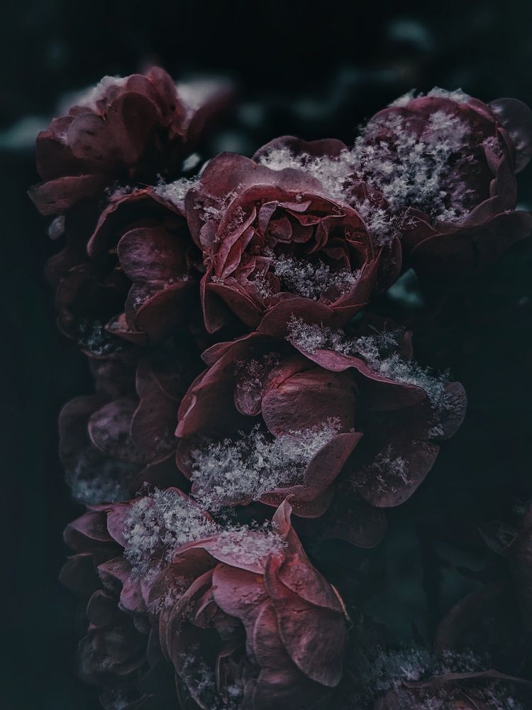 Зимняя роза