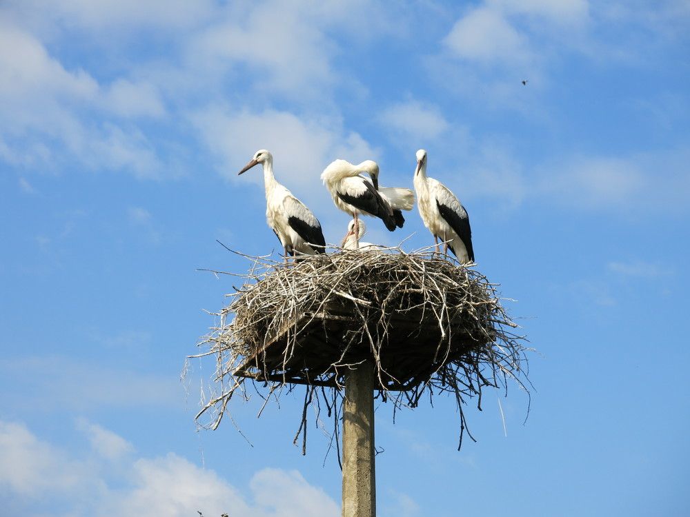 Photograph by ЭЛЬМИРА  ИСМАИЛОВА