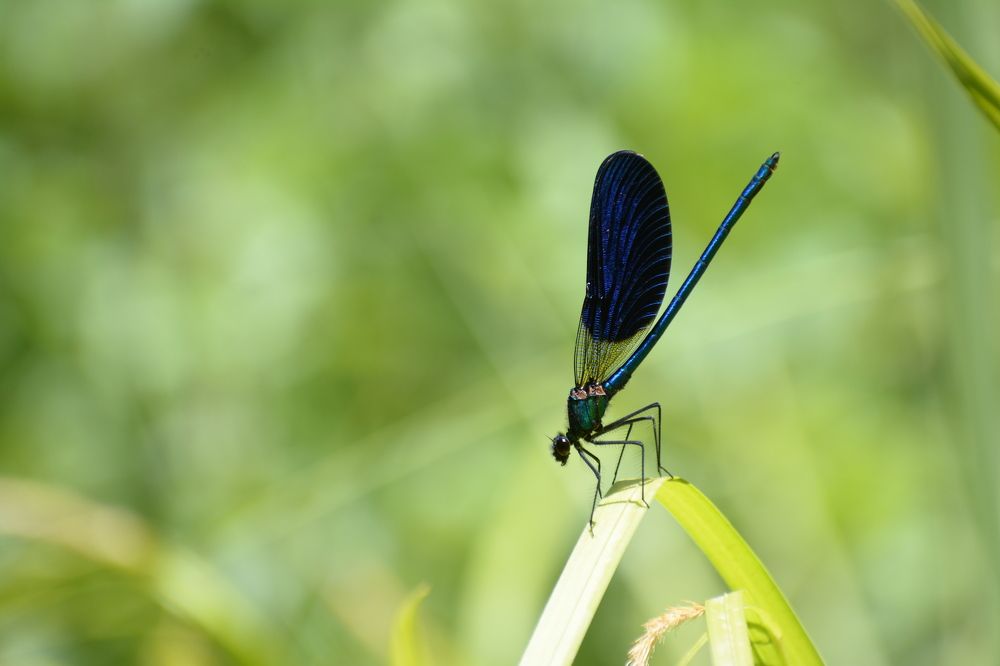 Photograph by Mohammad Amin Ghaffari