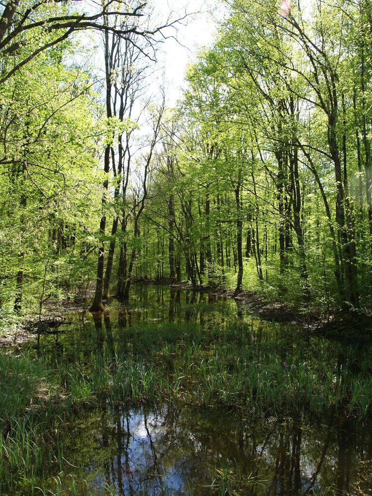Lake in the wood