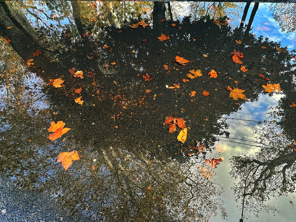 Autumn in Sochi