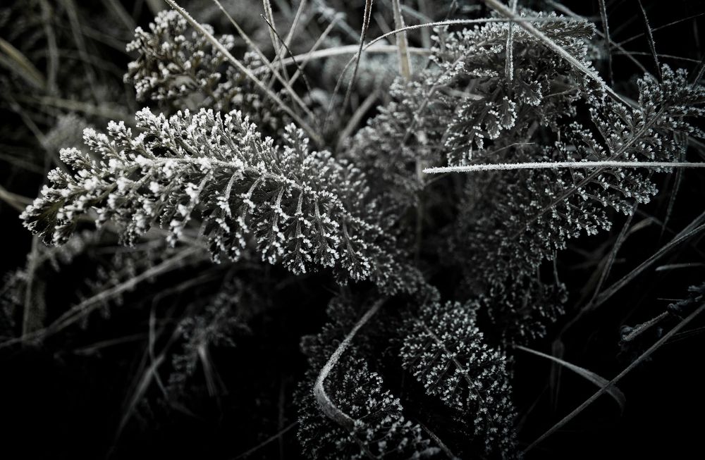 Photograph by Ирина Чуб