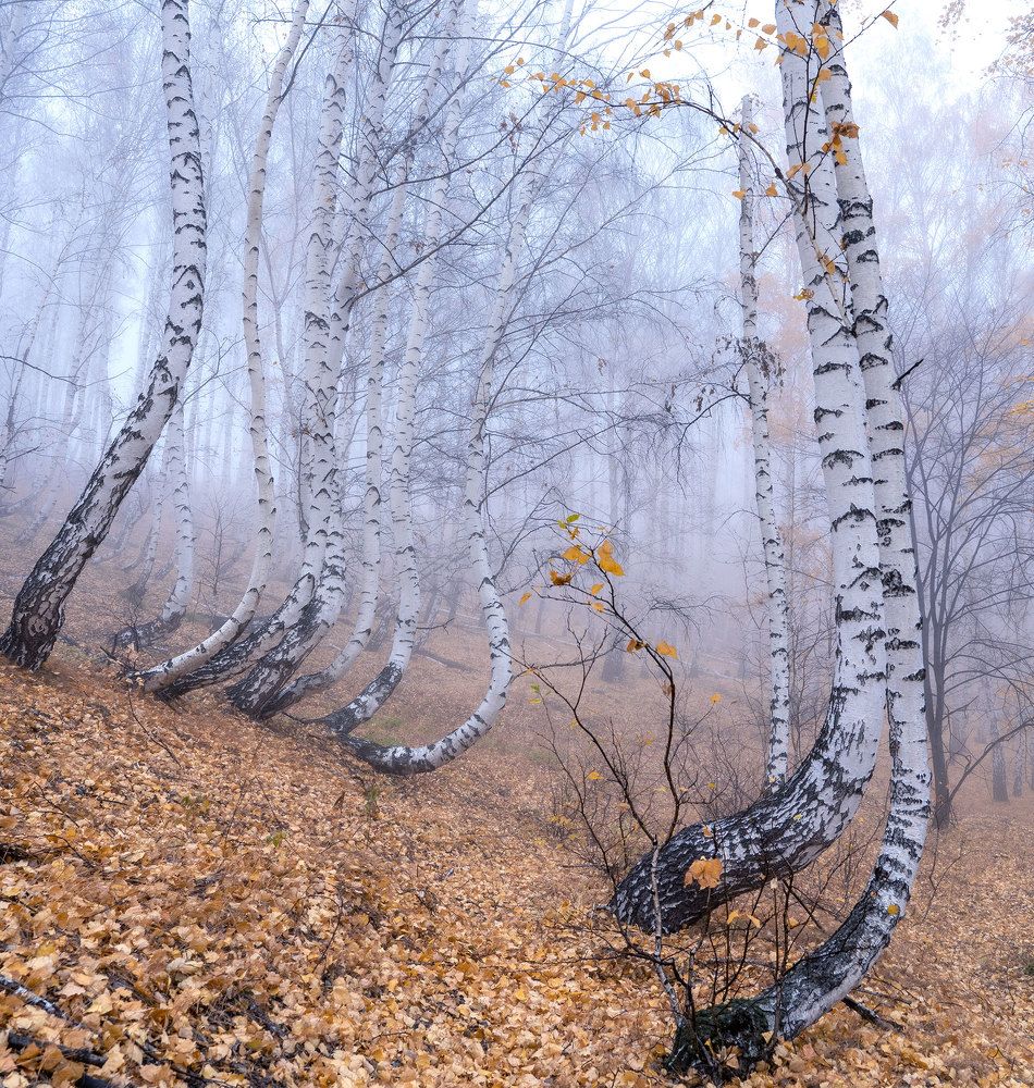 Photograph by Тамара Андреева