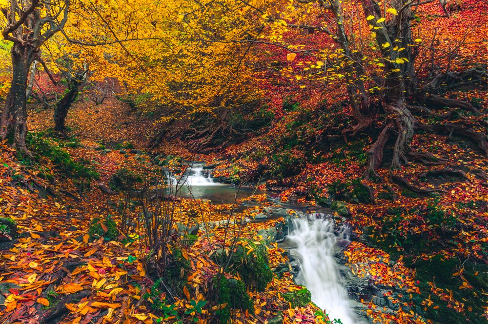 Autumn is a thousand colors