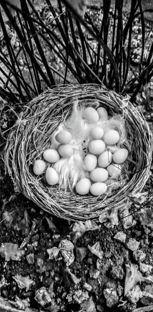 Photograph by Anamary Suarez Ortega