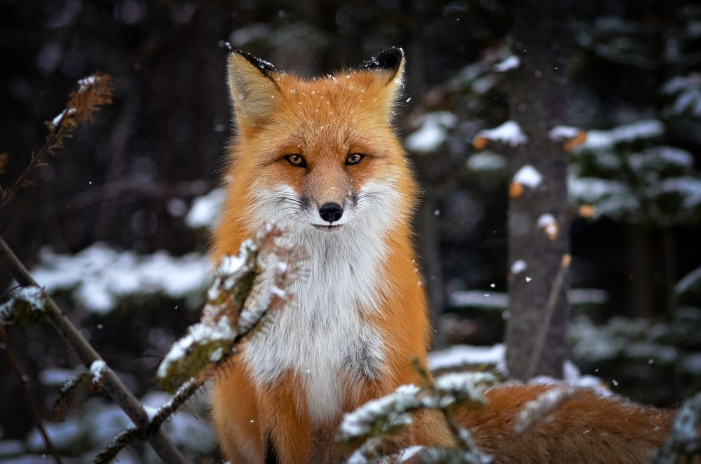 Photograph by Вероника Романенко