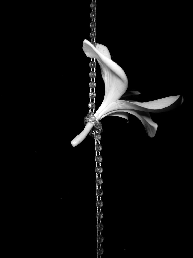 Solitude (In the name of art)