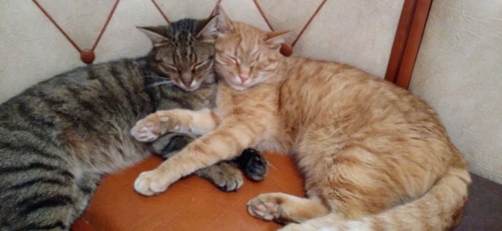Photo #6856660