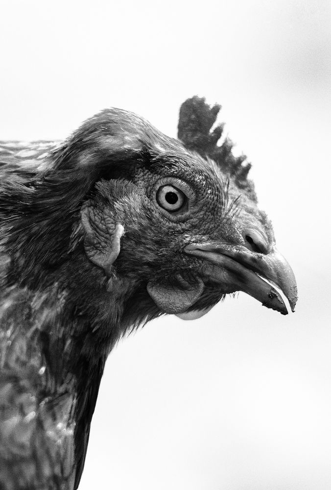 Photograph by Aurency Cremello