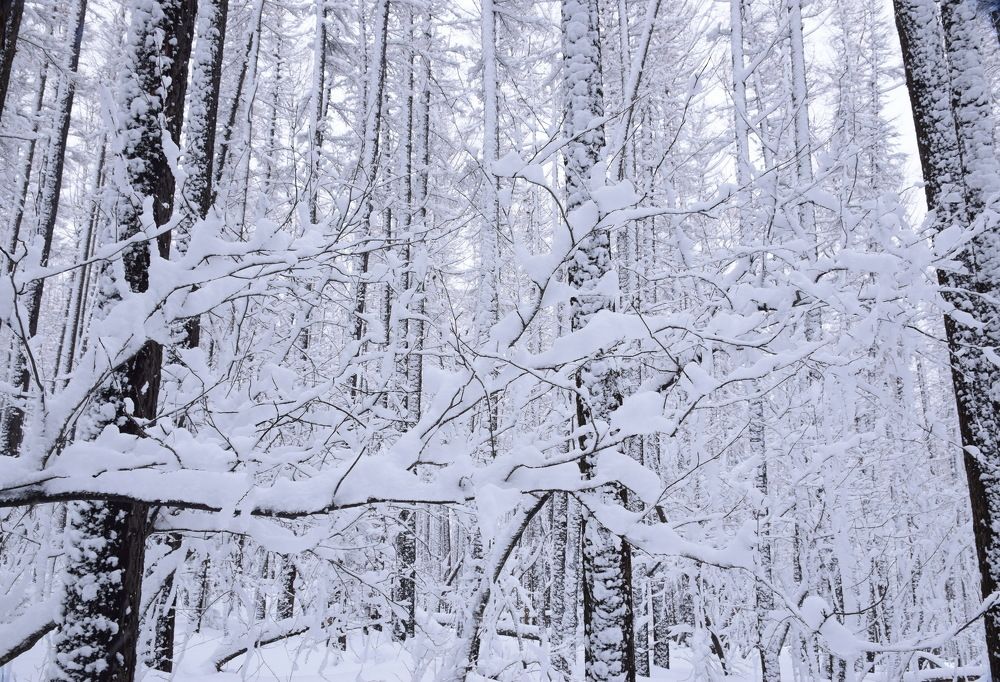 Зимнее волшебство.