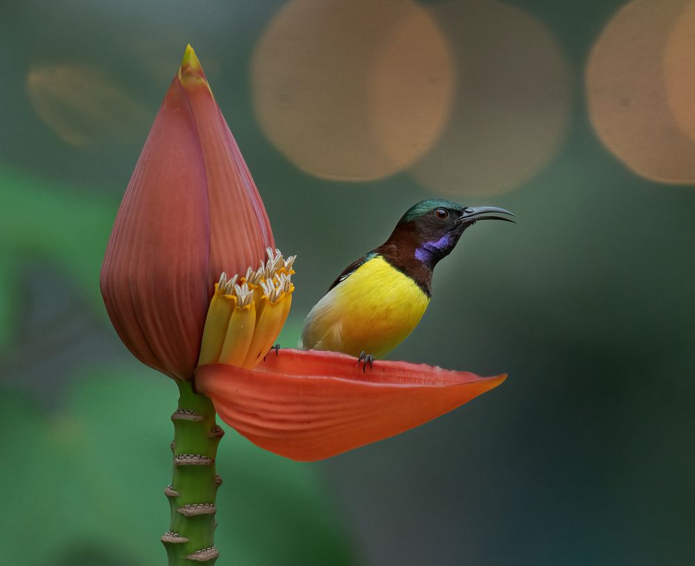 Photograph by SOUMYA CHAKRABORTY