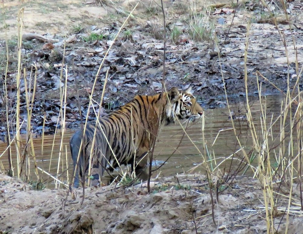 Drenched Tigress coming out of waterhole