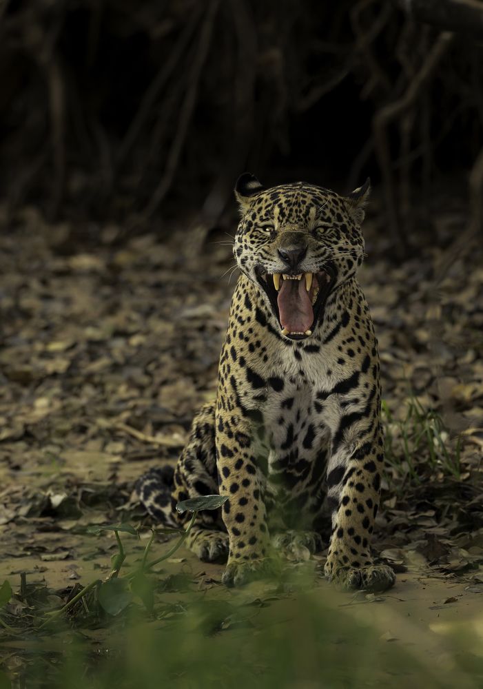 Фотография автора Nitin Michael