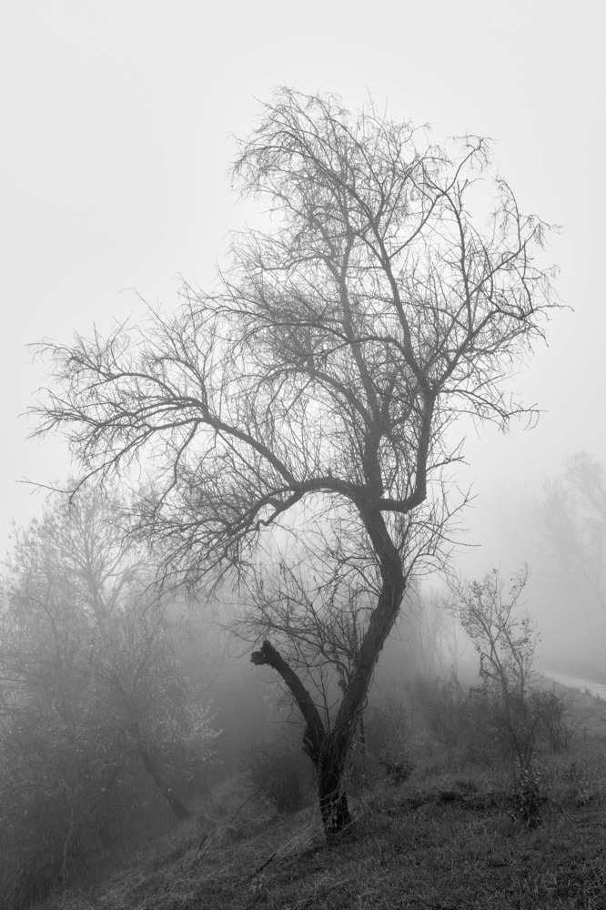 Photograph by Михаил Нестеренко