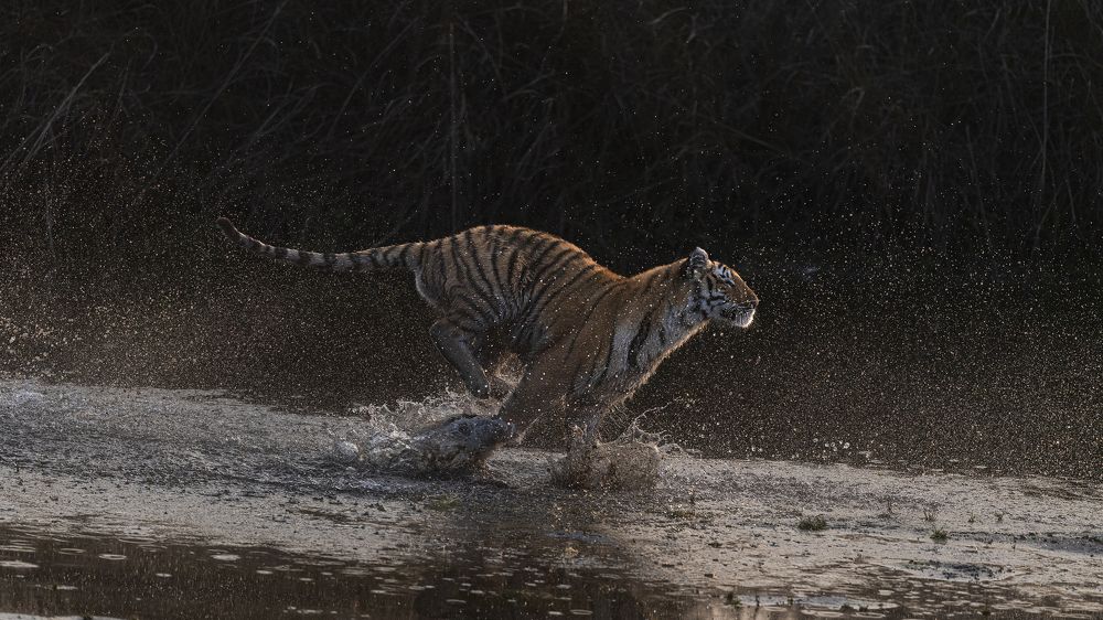 Photograph by Jitender Govindani