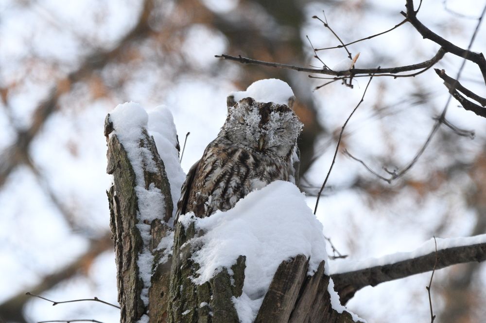 Сова в шапке с помпоном
