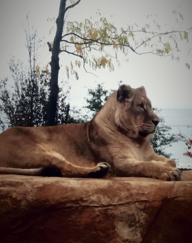 Фотография автора Michael Gault