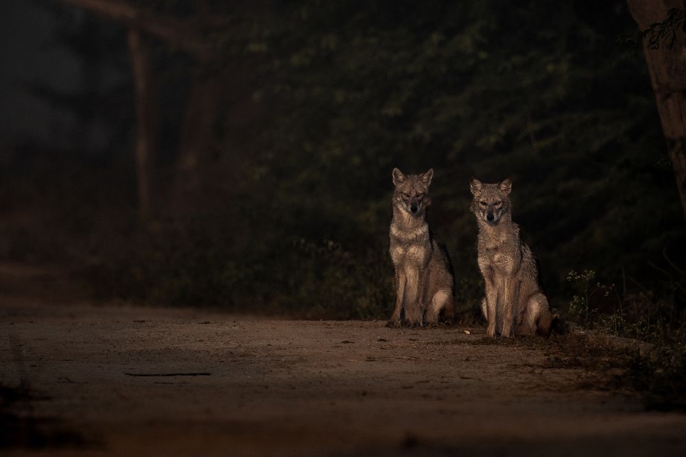 Trespassers Will Be Porsecuted