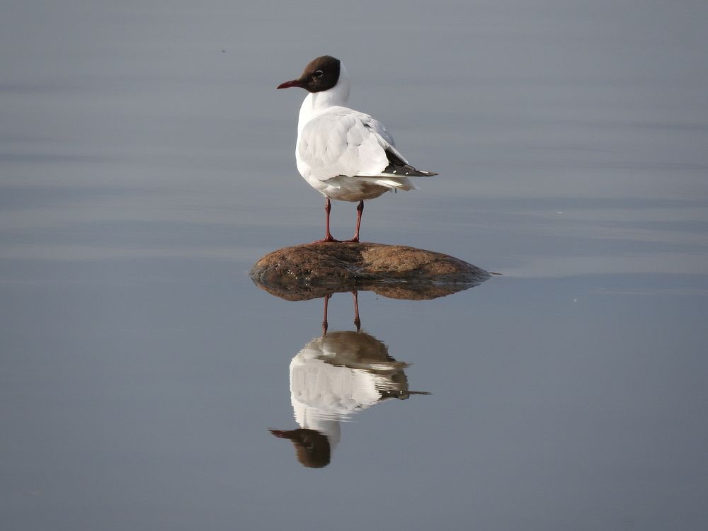 Озерная чайка на Большом Суздальском озере в Санкт-Петербурге