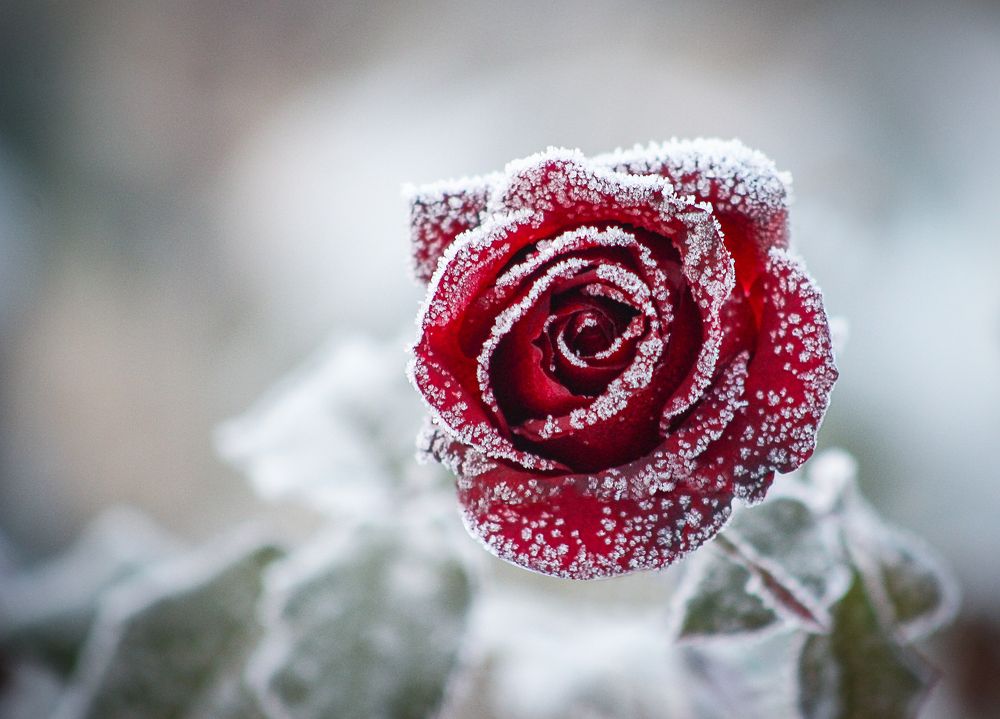 Фотография автора Олеся Лукьяненко