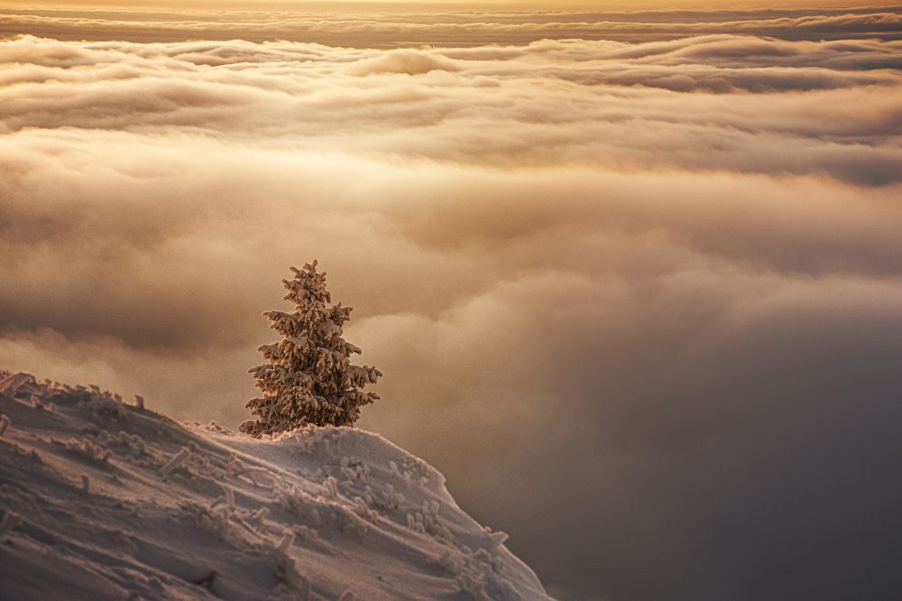 Фотография автора Ceausescu Adriana