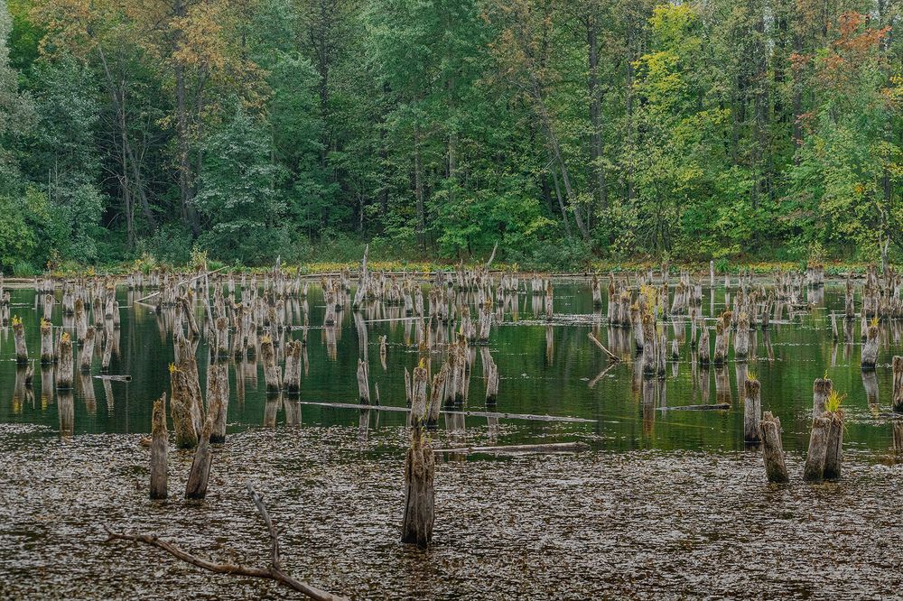 Здесь кикиморы живут...