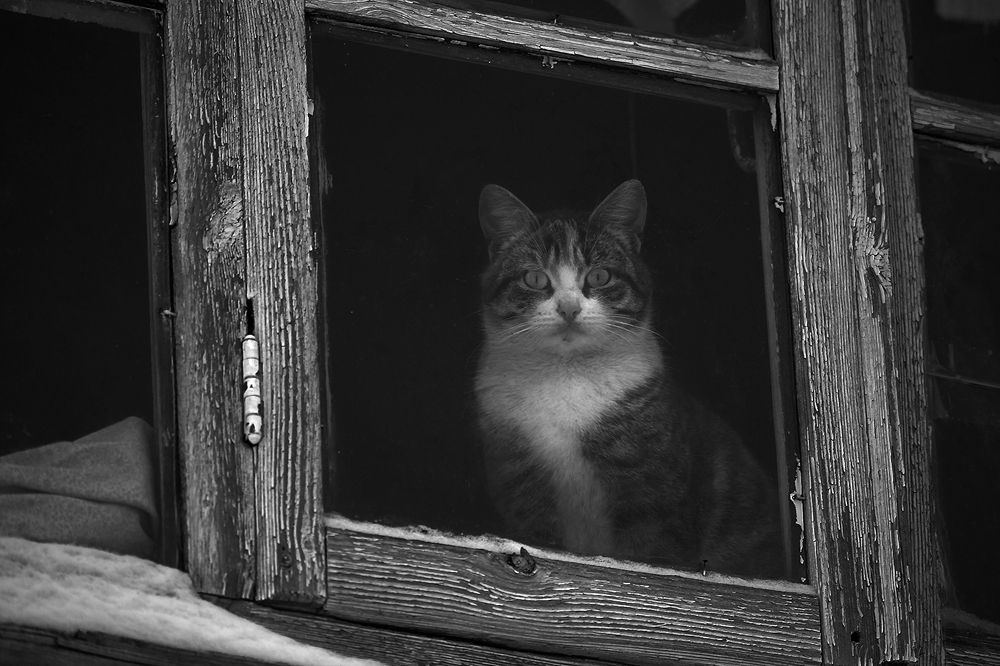 Фотография автора Юлия Сазанова