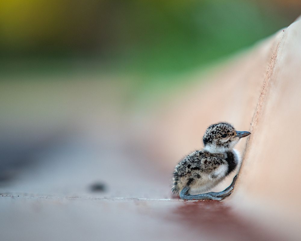 Photograph by Leme Robson