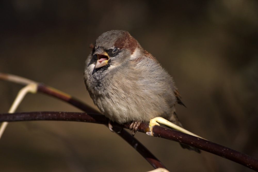 Photograph by Ирина Вассерлауф