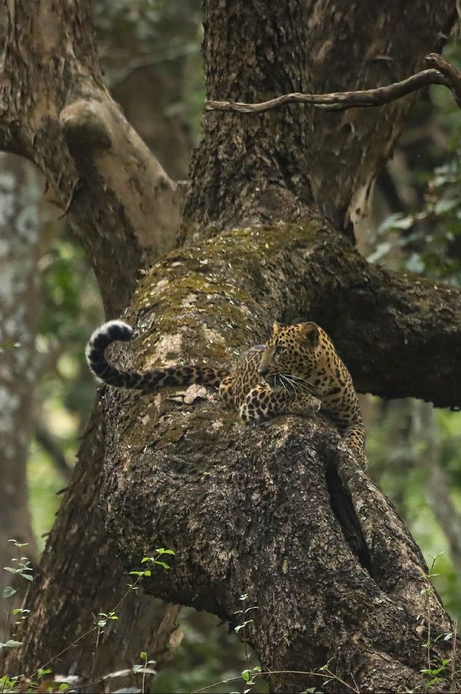 Photograph by prabhakar Gujjarappa