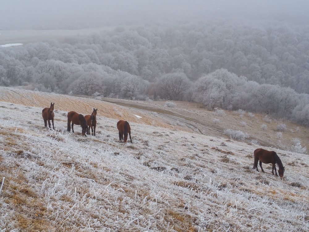 О любви к лошадям