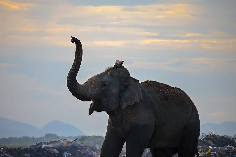 Photograph by Ahamed jazif