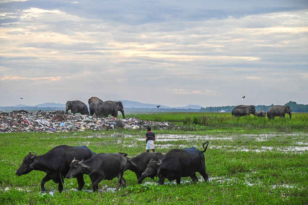 Photograph by Ahamed jazif