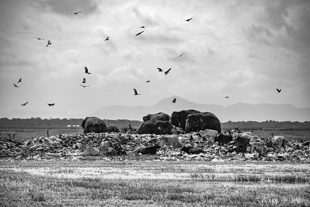 Human crime against nature.