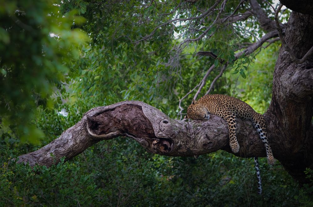 Photograph by Harsha Matarage