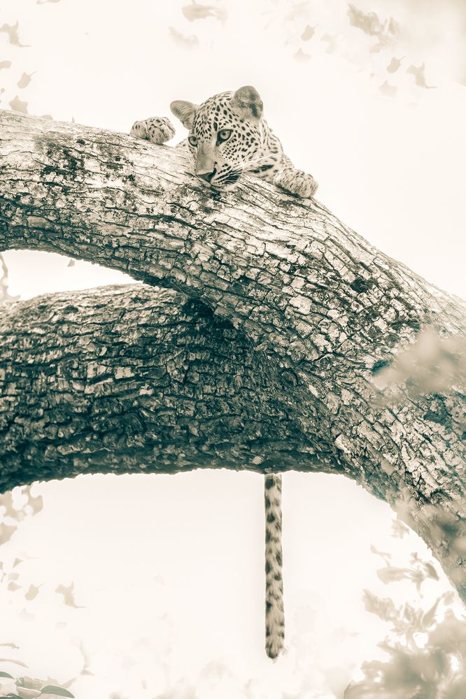 Photograph by Harsha Matarage