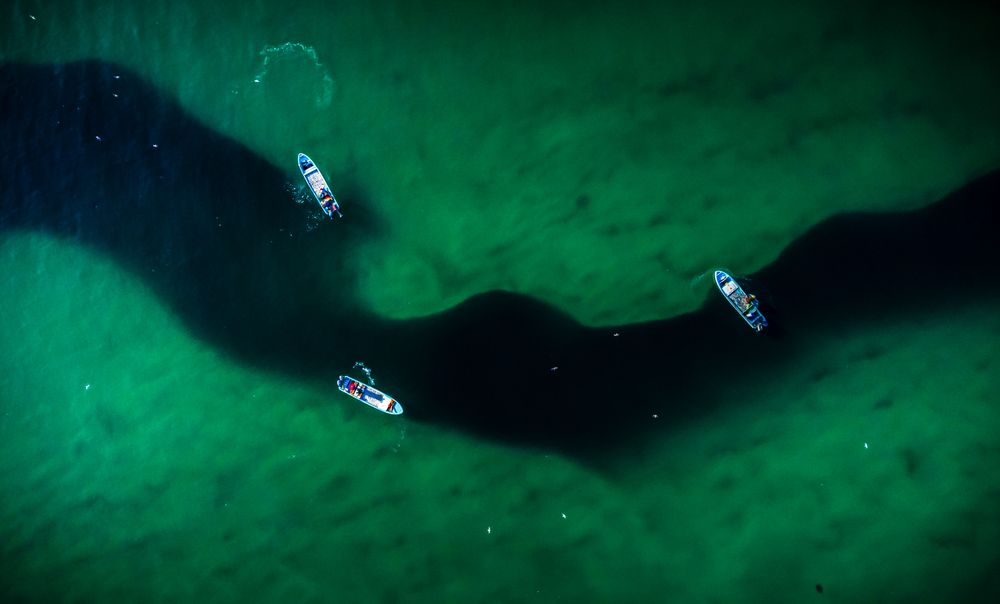 sardine hunting season