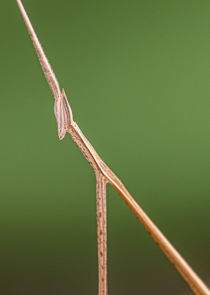 Photograph by Lionel falcao