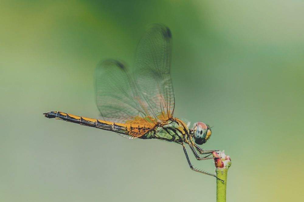 Photograph by Lionel falcao