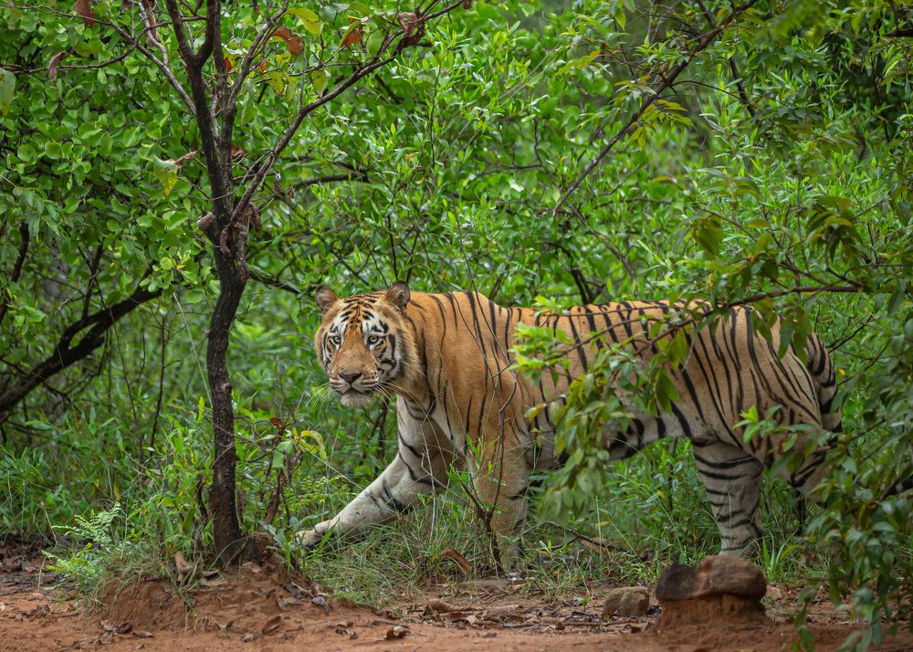 Photograph by Lionel falcao