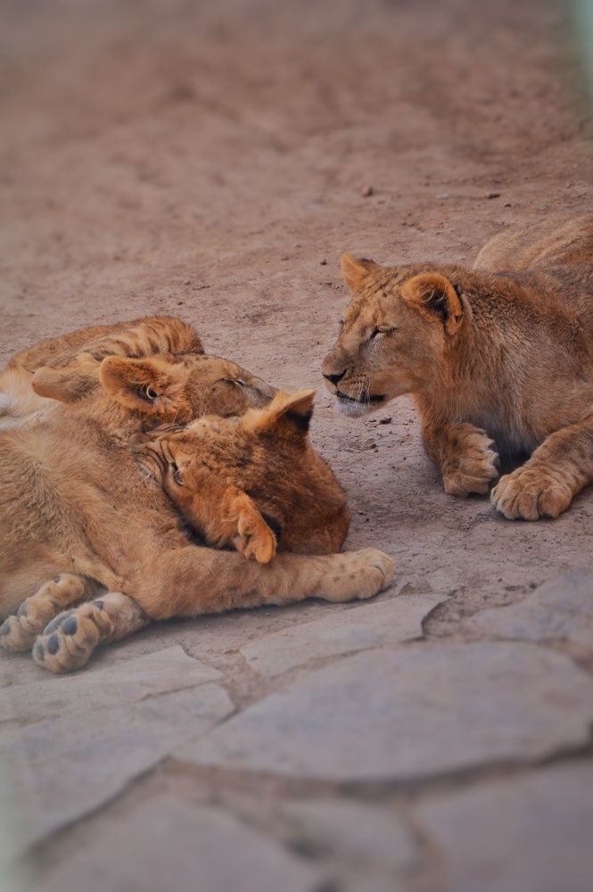 Photograph by Idir Bouaicha