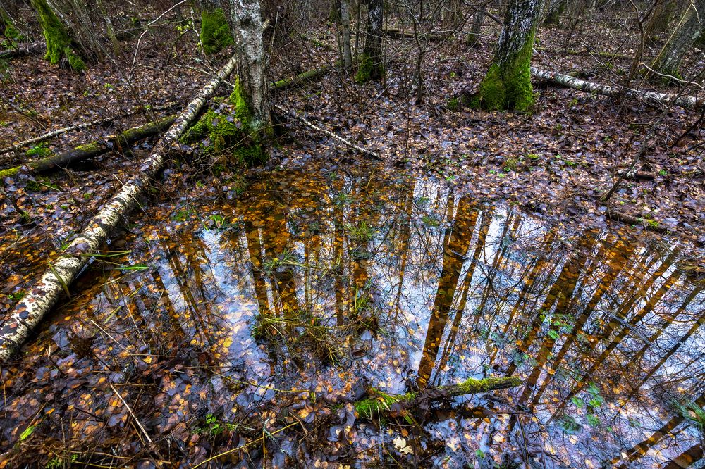 Лесная лужа