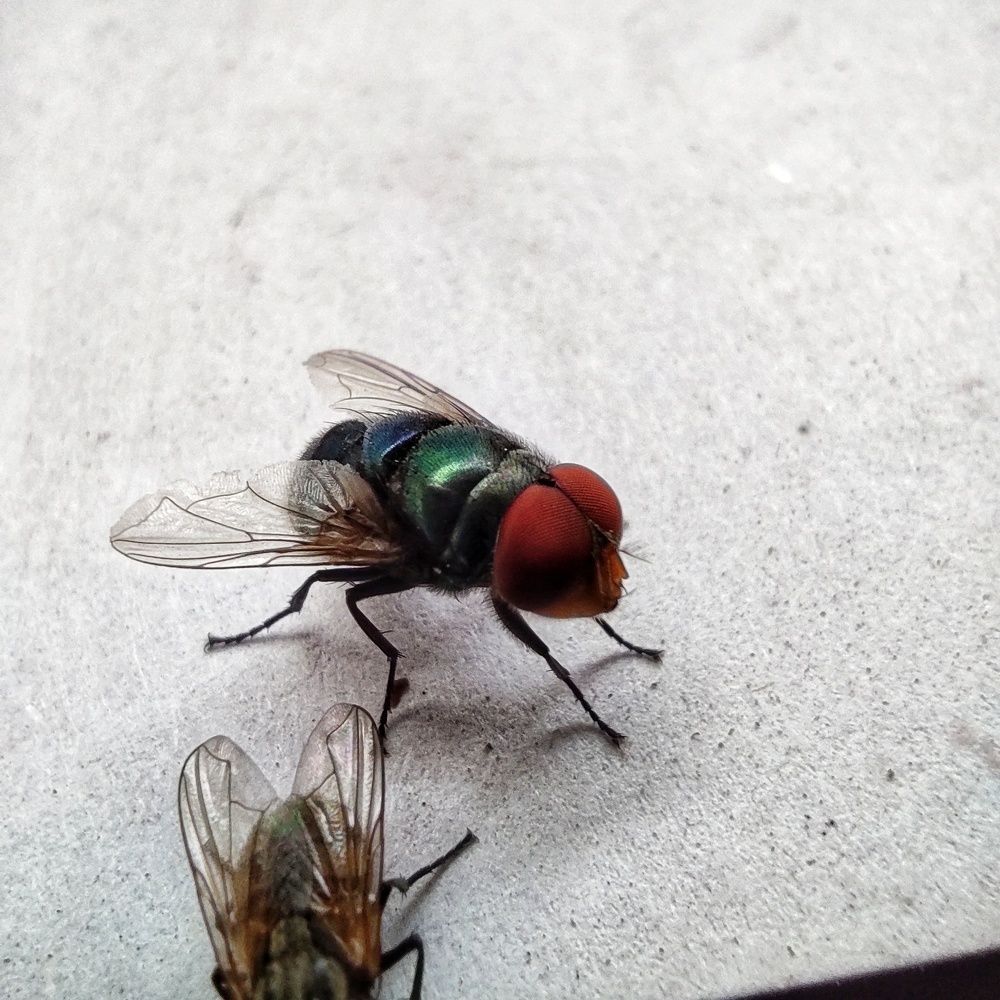 Фотография автора Syed Mohsin Hussain