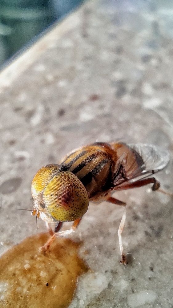 Фотография автора Syed Mohsin Hussain