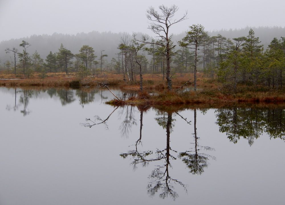 Bog mirror.