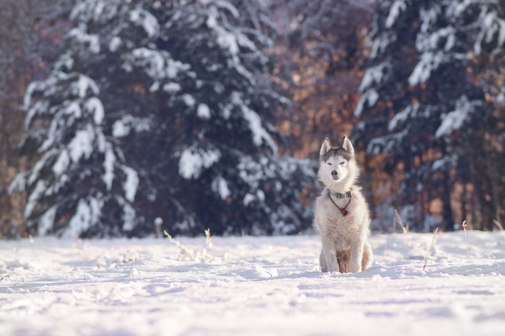Фотография автора Мария Яропольская