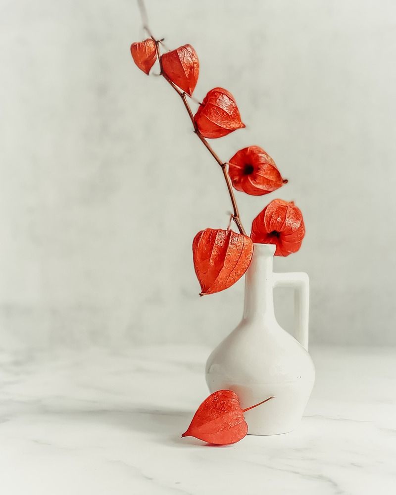 Still life with physalis