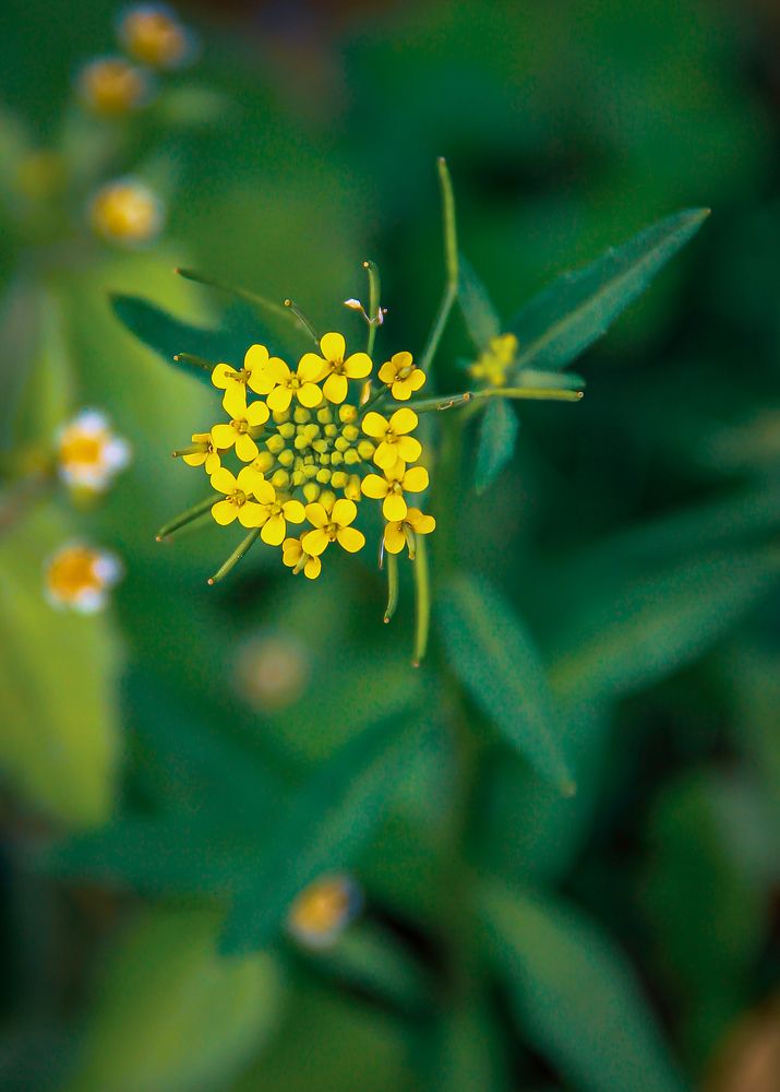 Фотография автора Светлана Кузьмина