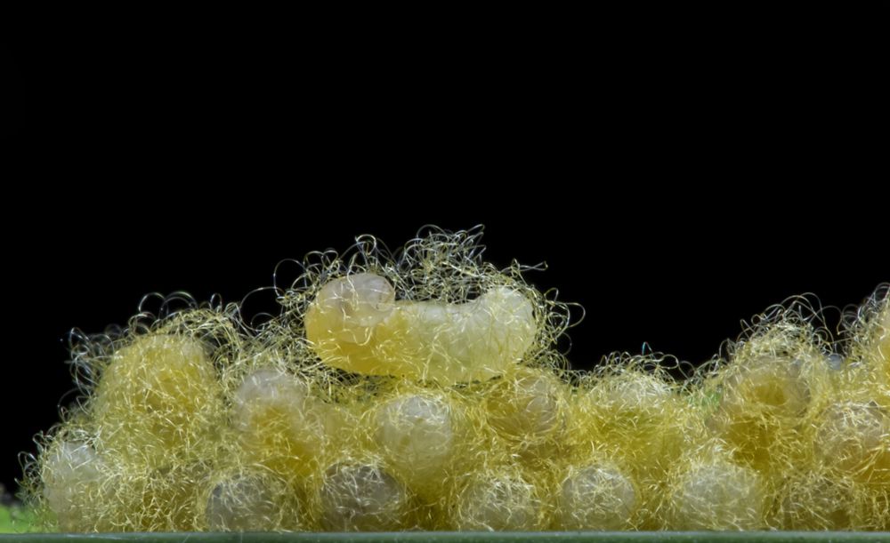 Body snatchers: eaten alive by parasitic wasps