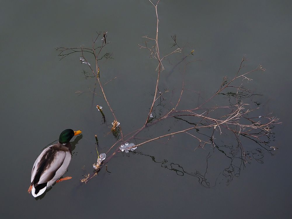 Фотография автора Елена Бурцева